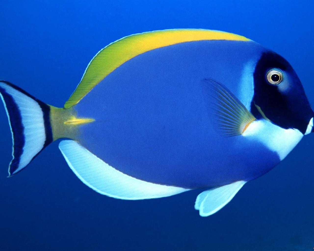 炫彩熱帶魚壁紙專輯 #5 - 1280x1024