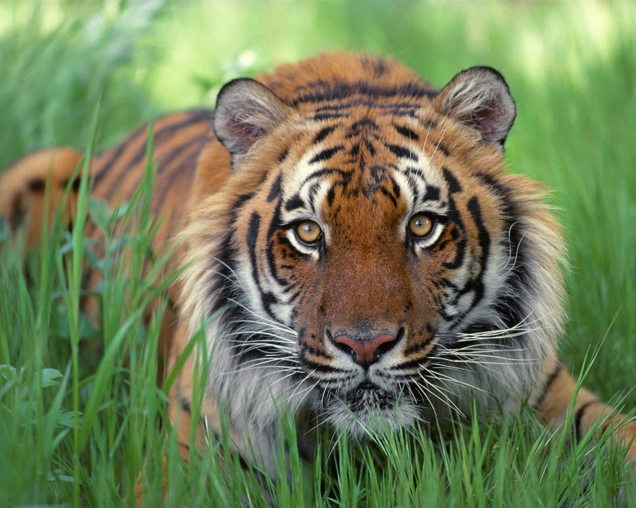 Tiger Foto tapety (2) #2 - 1280x1024