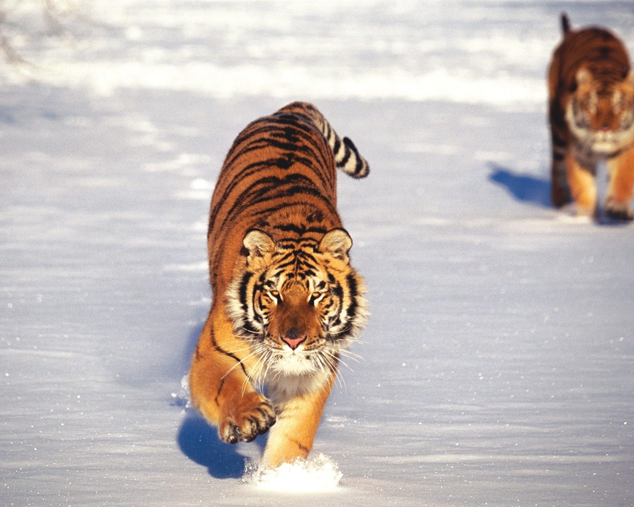 Tiger Foto tapety (2) #3 - 1280x1024