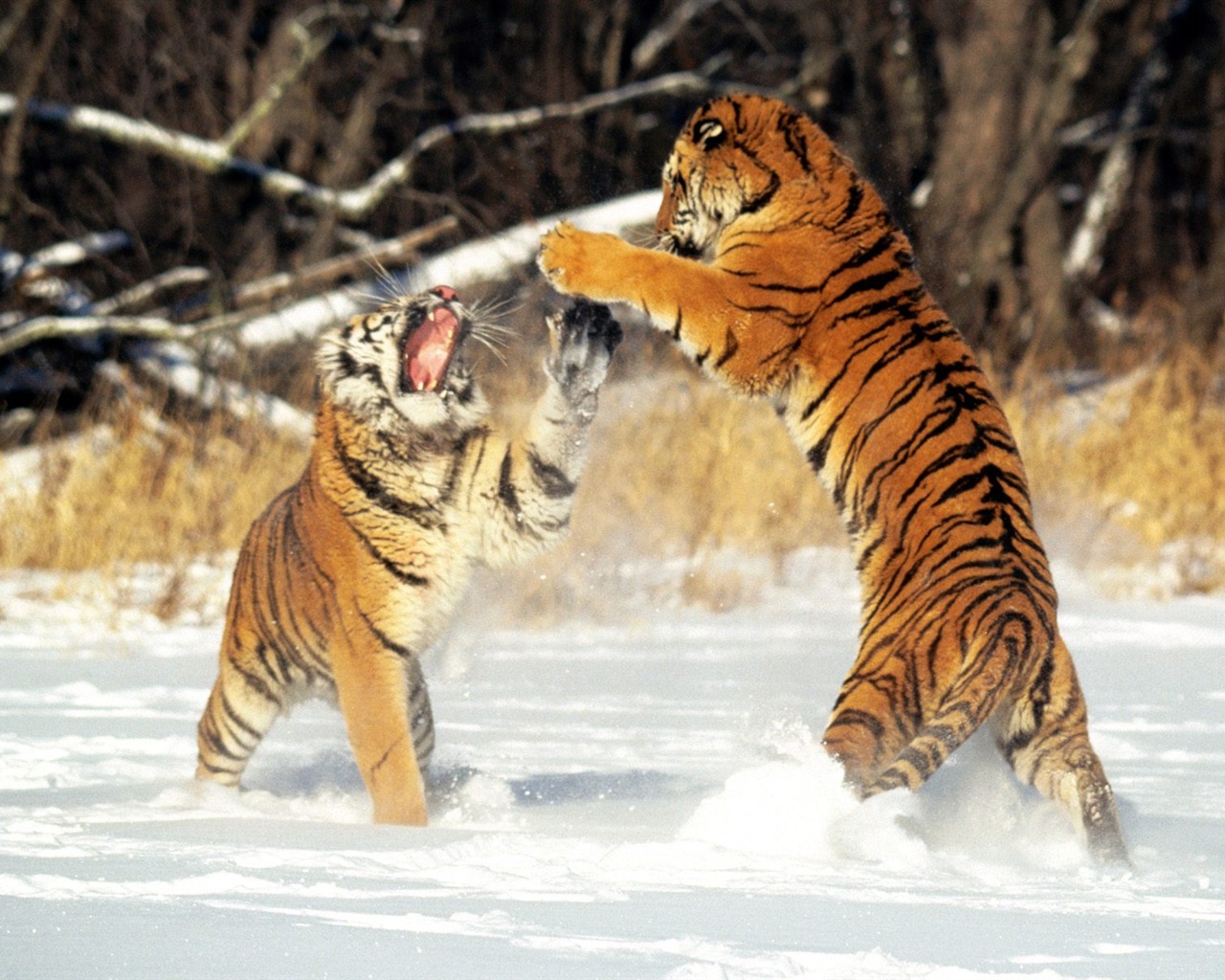 Tiger Foto tapety (2) #4 - 1280x1024