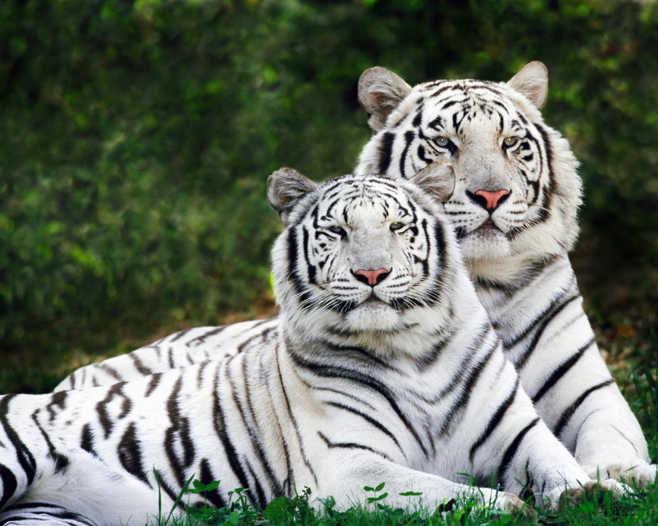 Tiger Photo Wallpaper (2) #6 - 1280x1024