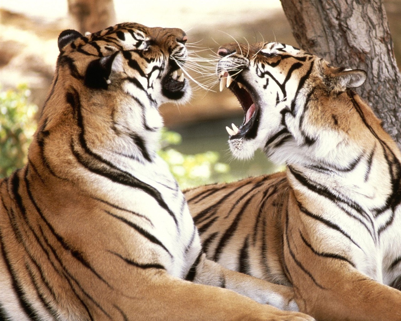 Tiger Foto tapety (2) #8 - 1280x1024