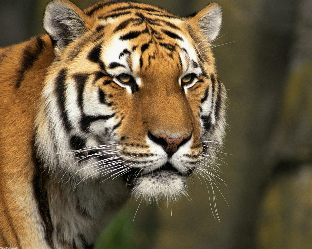Tiger Foto tapety (2) #9 - 1280x1024