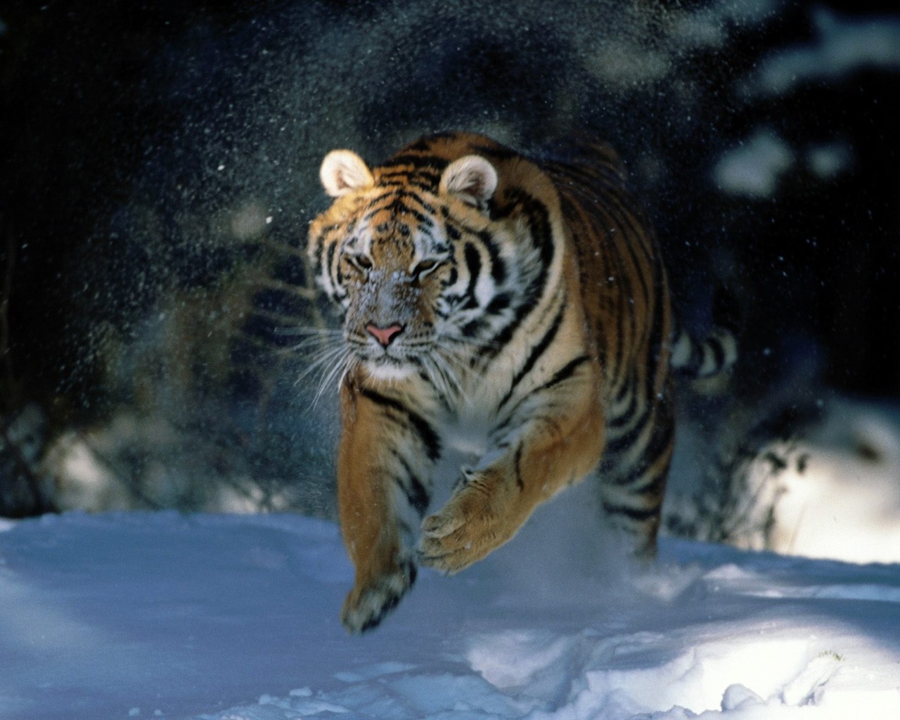 Tiger Photo Wallpaper (2) #11 - 1280x1024