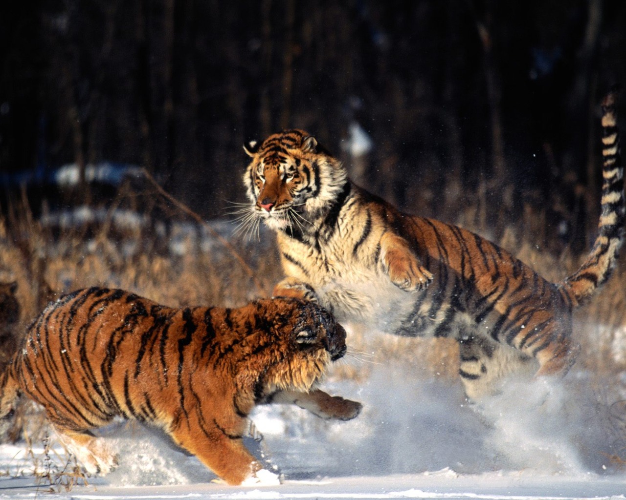 Fond d'écran Tiger Photo (2) #12 - 1280x1024