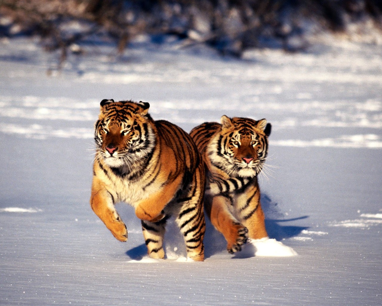 Tiger Photo Wallpaper (2) #13 - 1280x1024