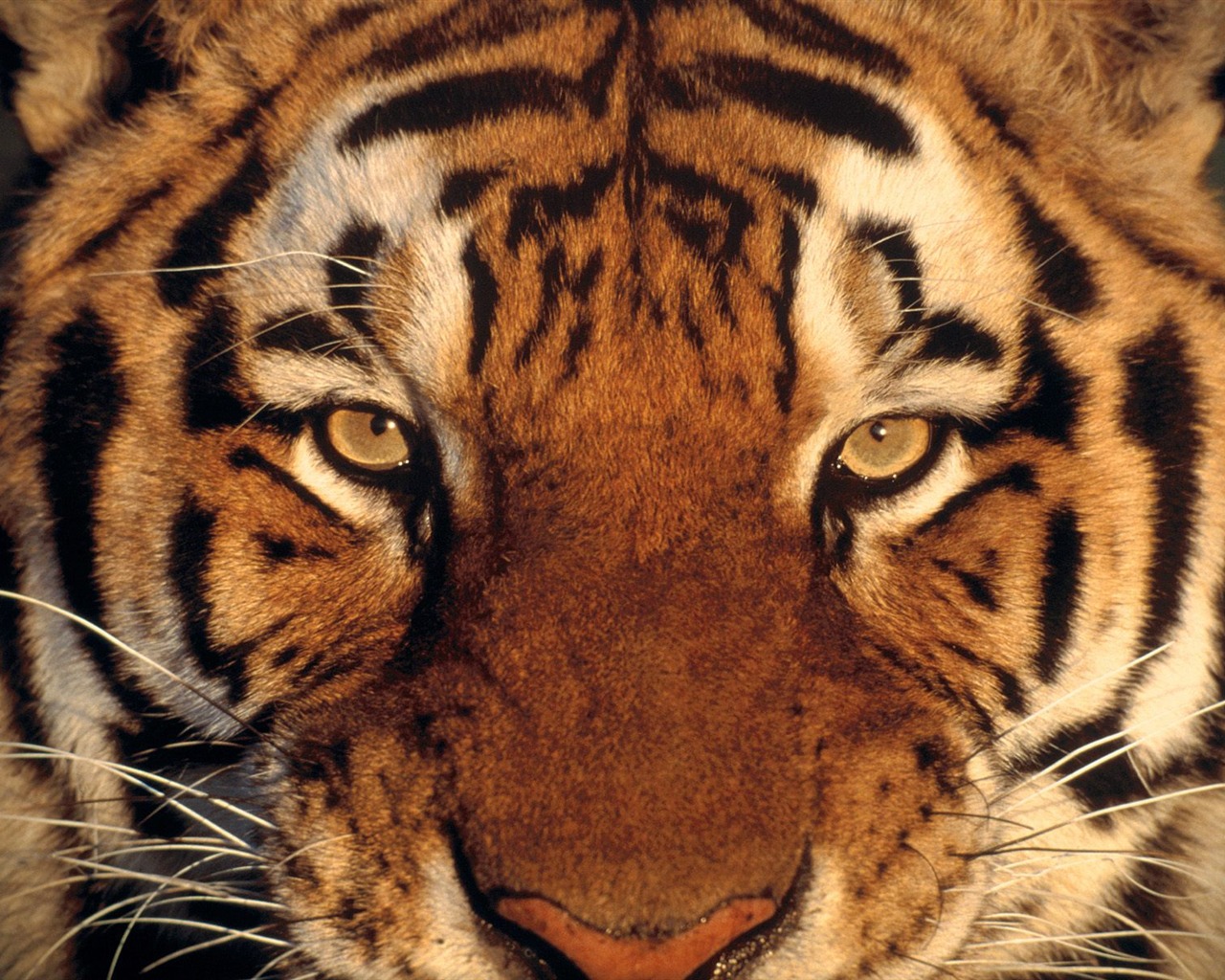 Tiger Foto tapety (2) #19 - 1280x1024