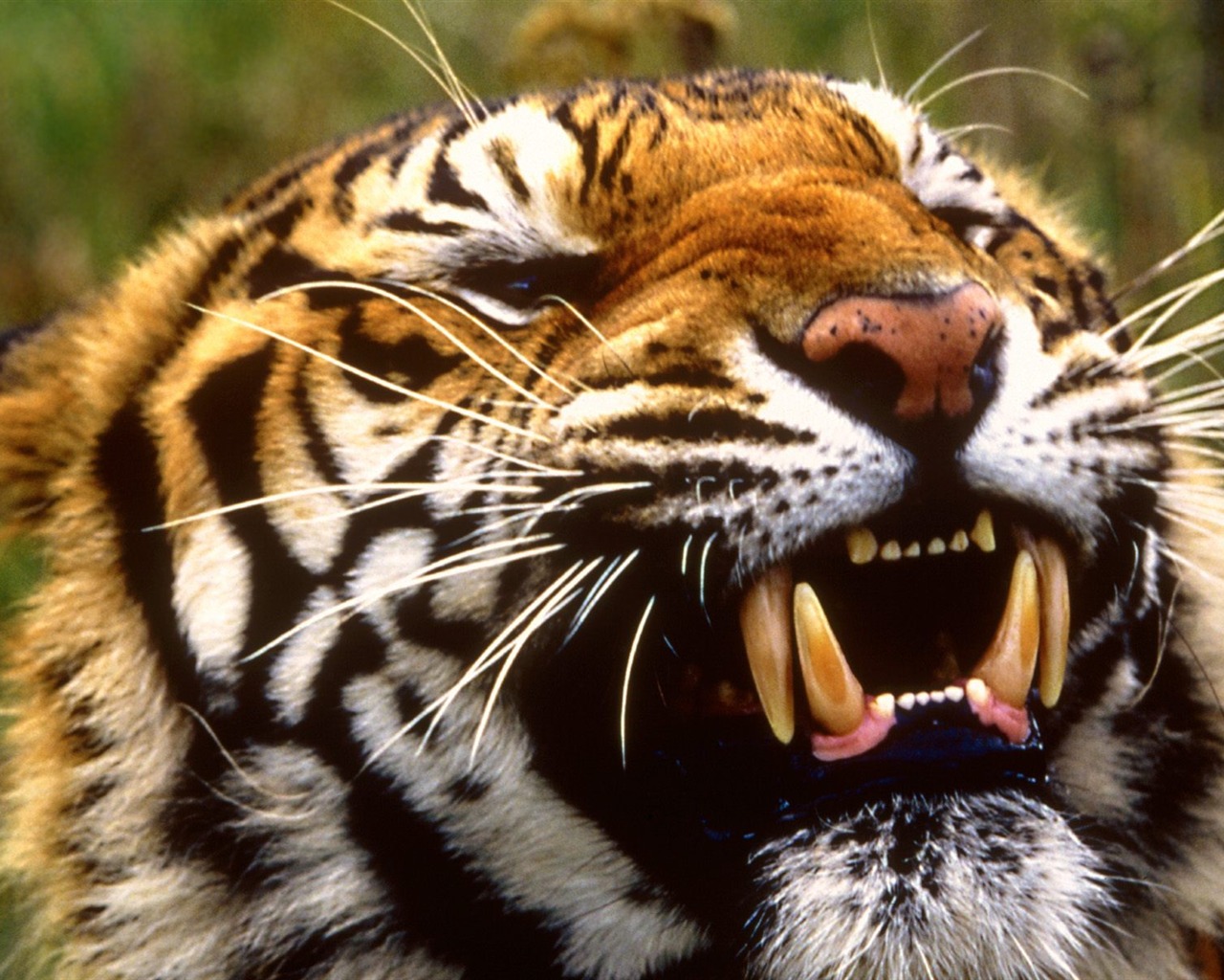 Tiger Foto tapety (2) #20 - 1280x1024