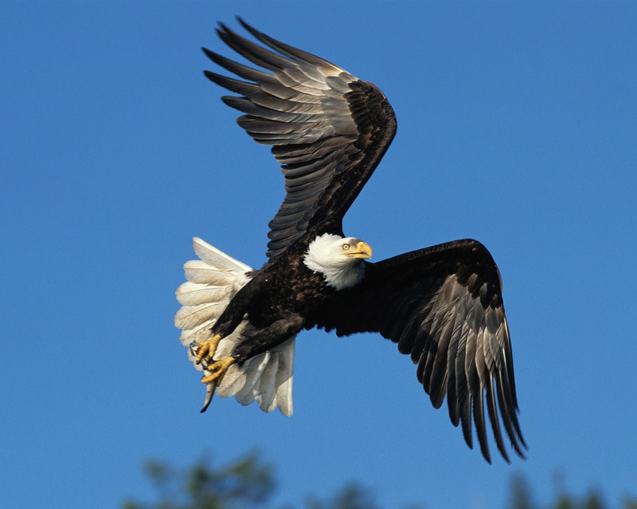 Animal Widescreen Wallpapers Collection (2) #7 - 1280x1024