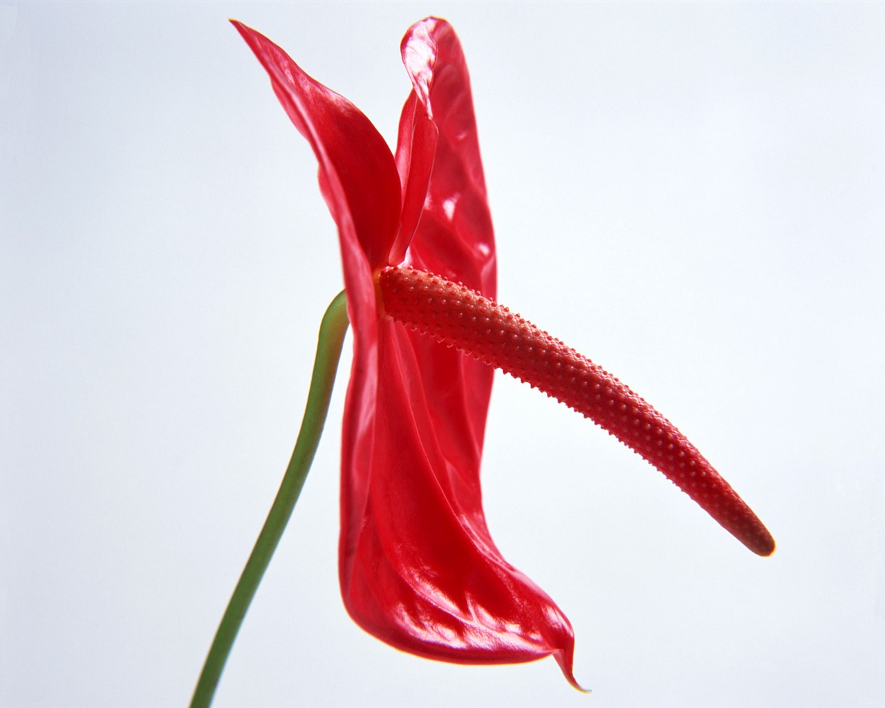 Flowers close-up (15) #6 - 1280x1024