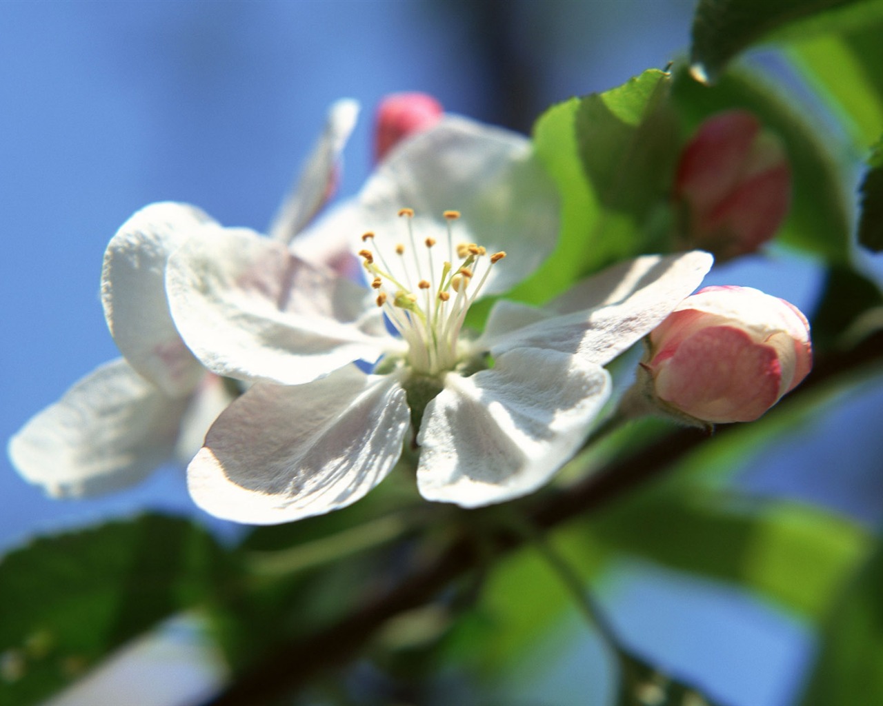 Flowers close-up (16) #1 - 1280x1024