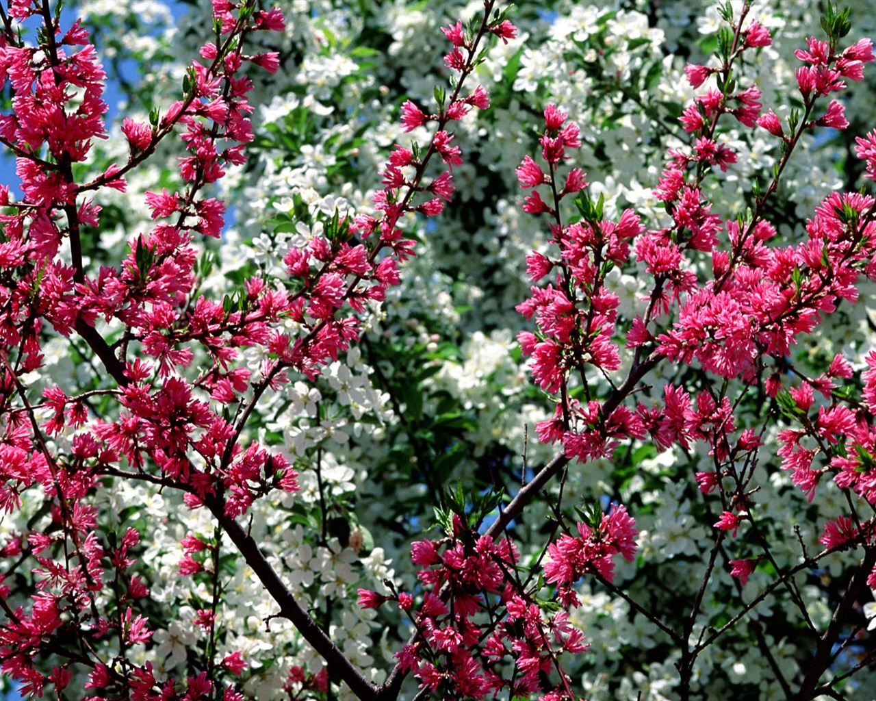 Flowers close-up (16) #2 - 1280x1024