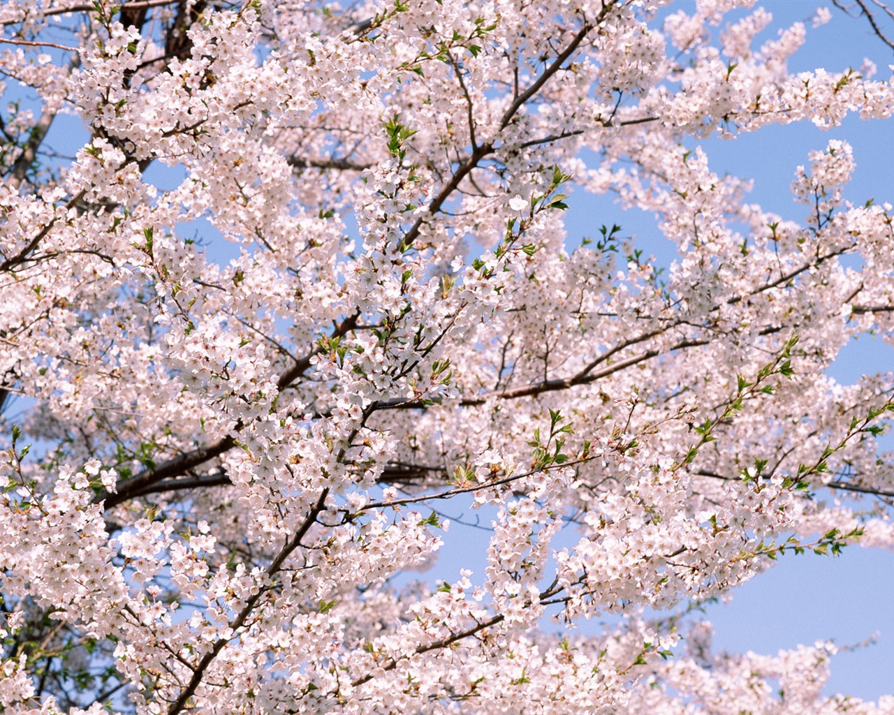 Flowers close-up (16) #3 - 1280x1024