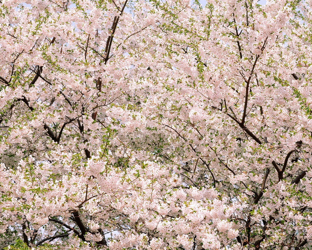 Flowers close-up (16) #4 - 1280x1024