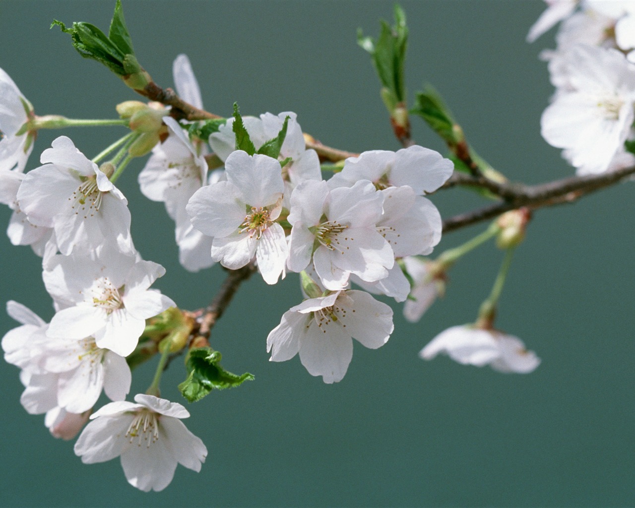 Flowers close-up (16) #5 - 1280x1024