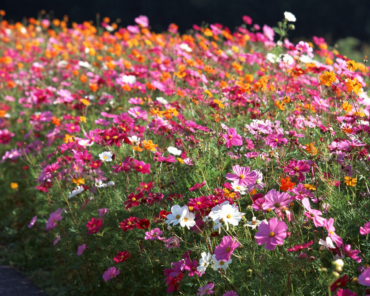 Flowers close-up (16) #7 - 1280x1024