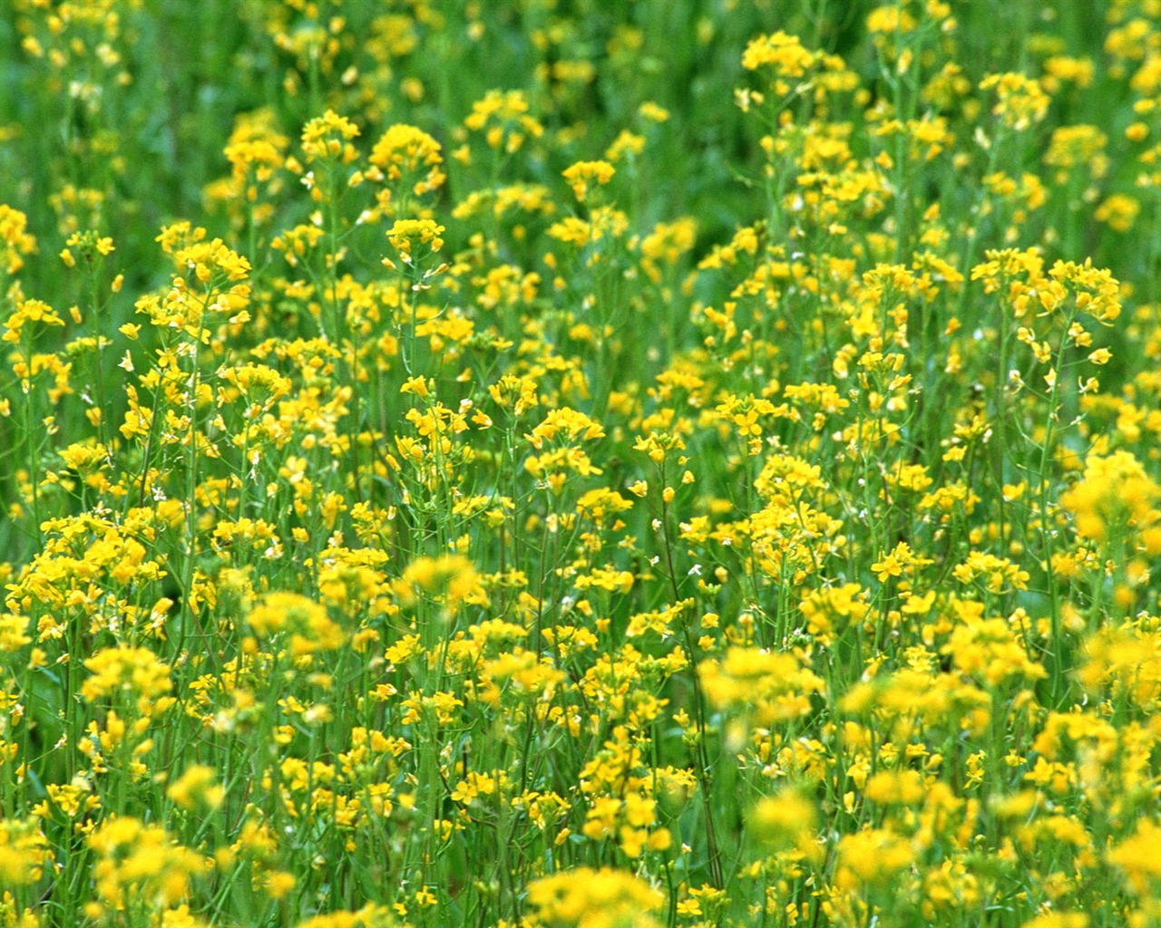 Flowers close-up (16) #9 - 1280x1024