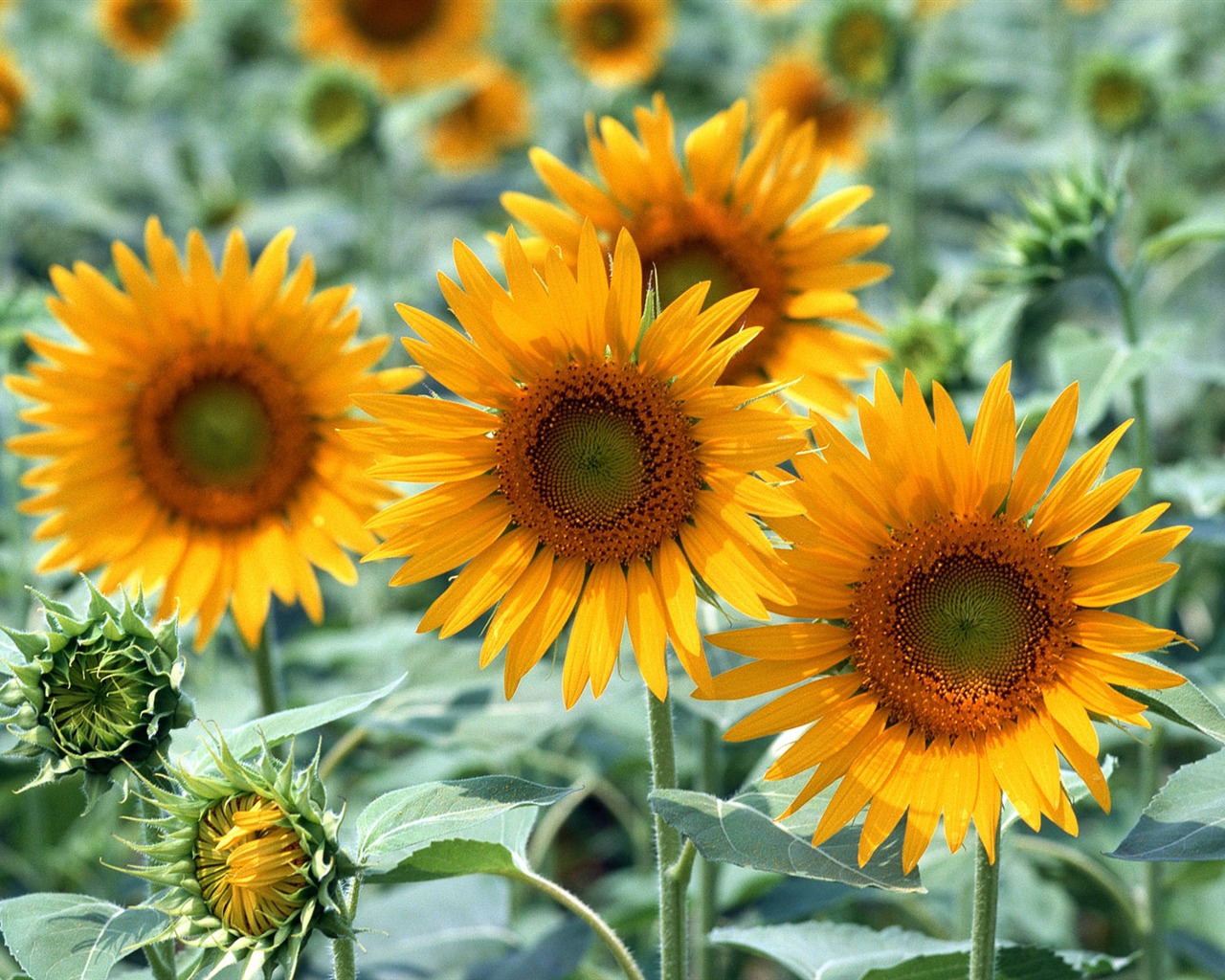 Flowers close-up (16) #17 - 1280x1024