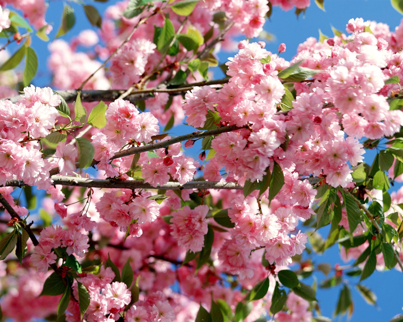 Flowers close-up (16) #19 - 1280x1024