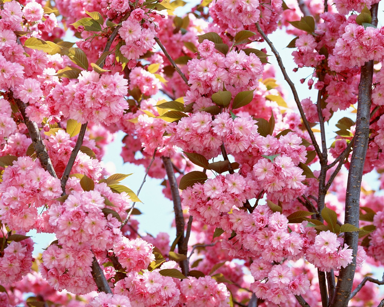 Flowers close-up (16) #20 - 1280x1024