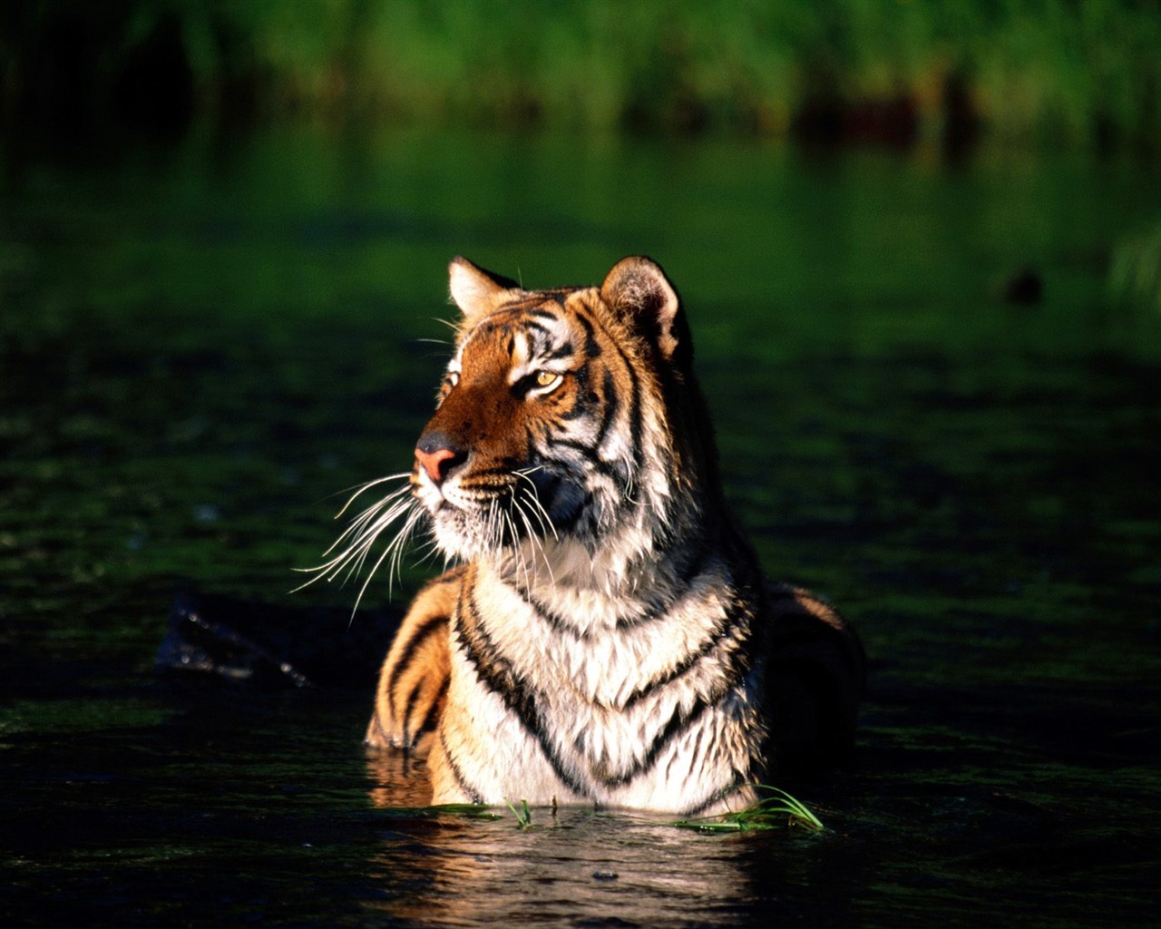 Tiger Foto tapety (3) #3 - 1280x1024
