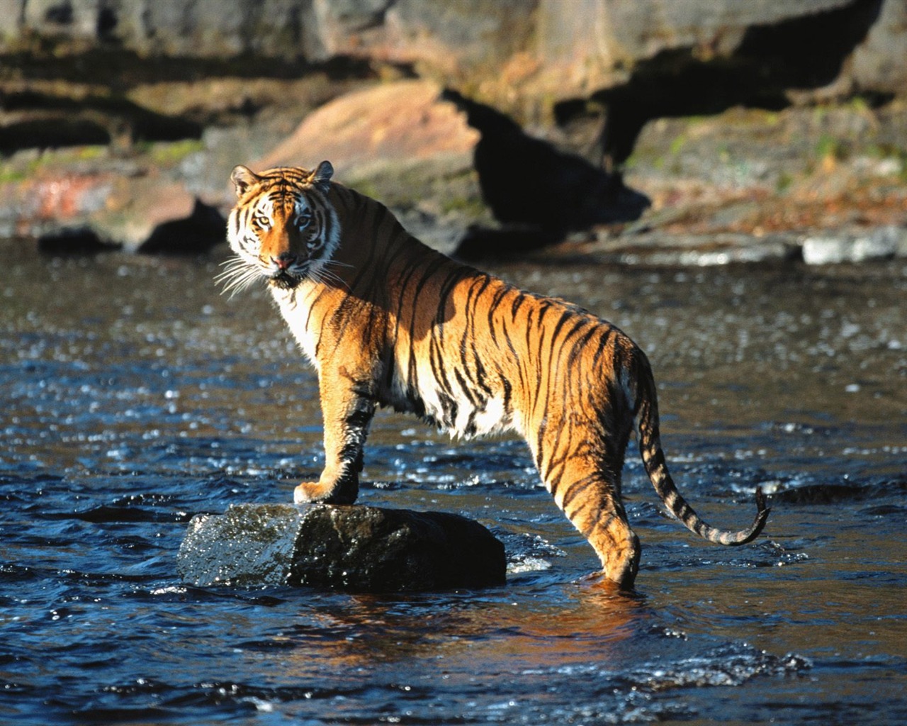 Tiger Foto tapety (3) #4 - 1280x1024