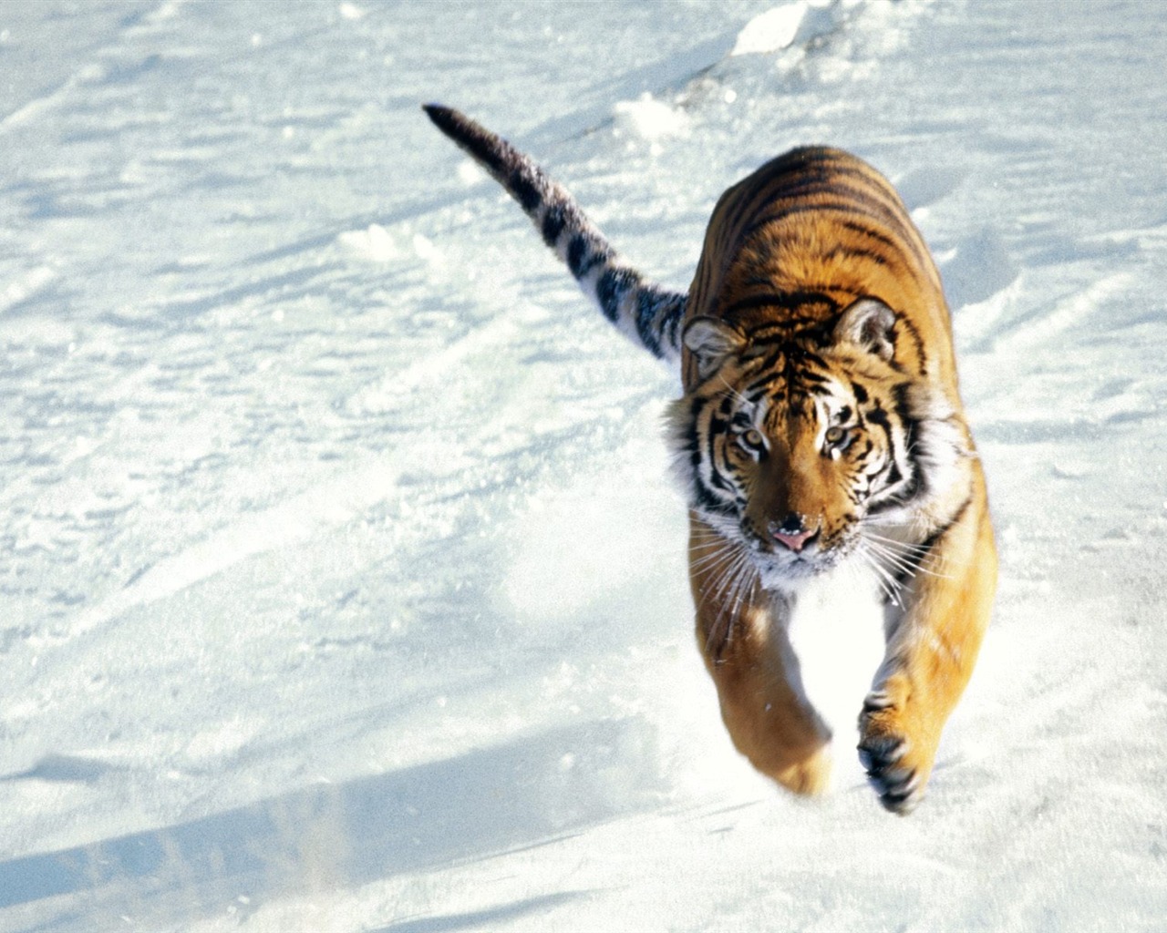 Tiger Photo Wallpaper (3) #5 - 1280x1024