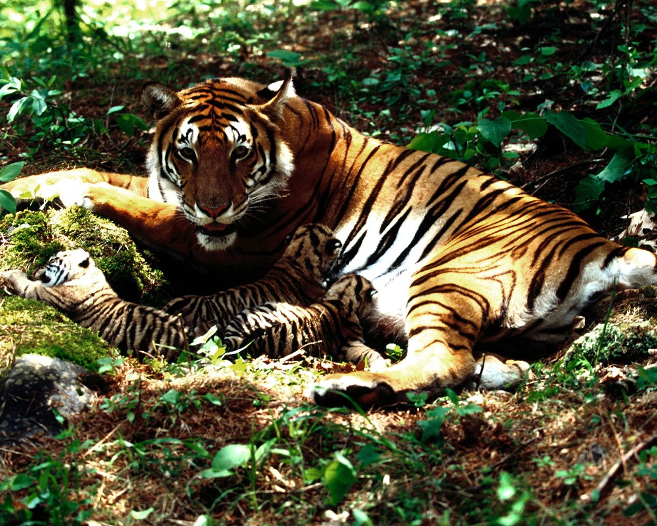 Tiger Foto tapety (3) #8 - 1280x1024