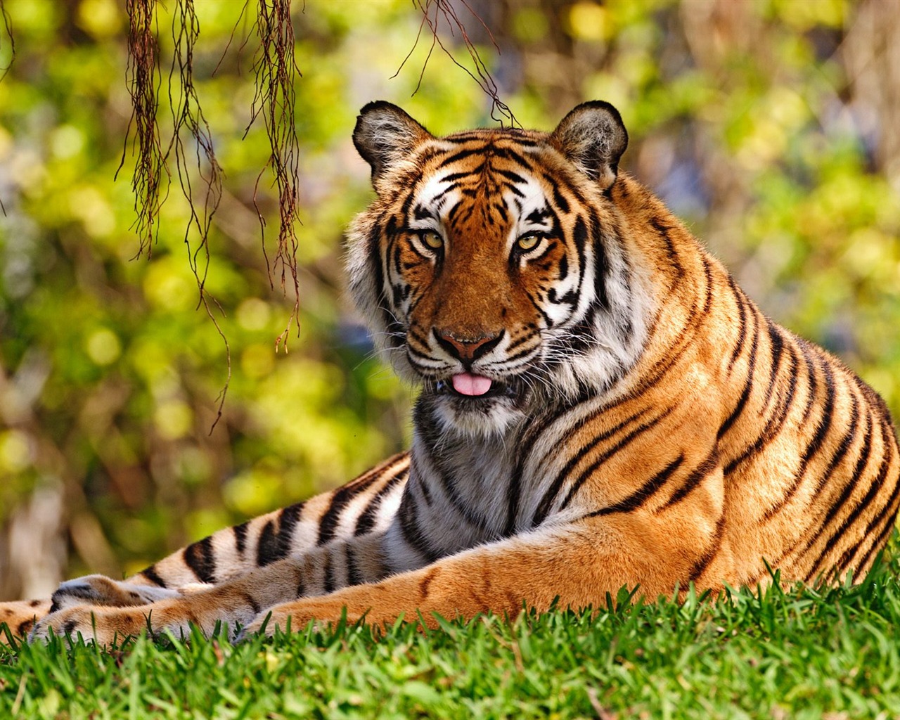 Tiger Foto tapety (3) #10 - 1280x1024