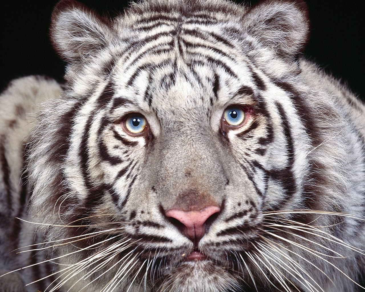 Tiger Foto tapety (3) #12 - 1280x1024