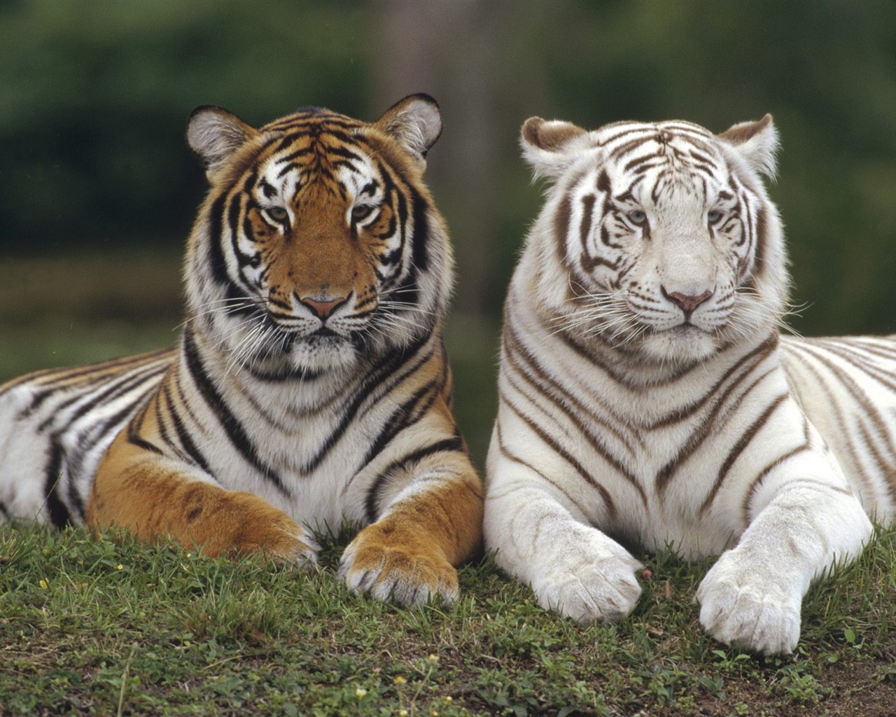 Tiger Foto tapety (3) #13 - 1280x1024