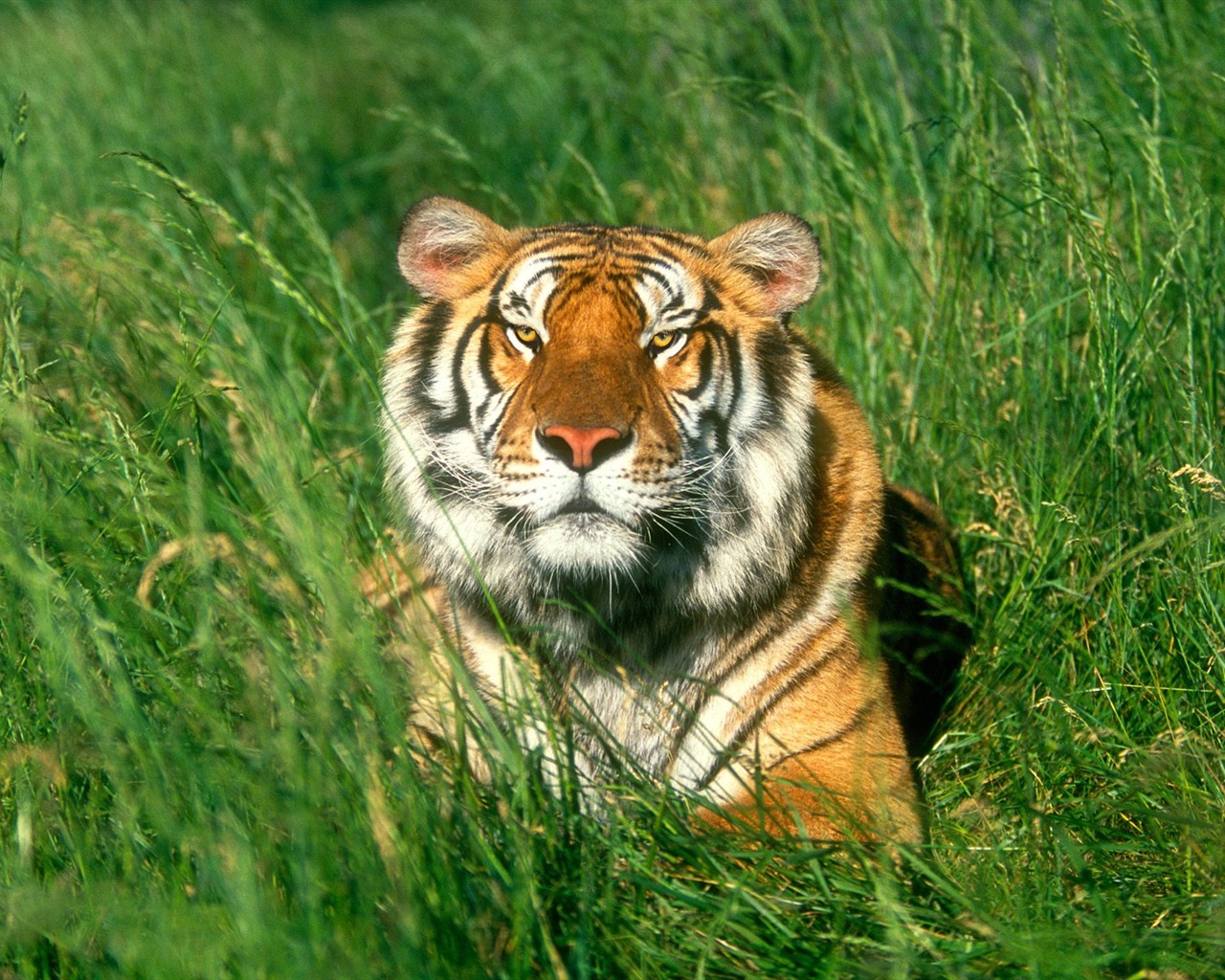 Tiger Foto tapety (3) #14 - 1280x1024