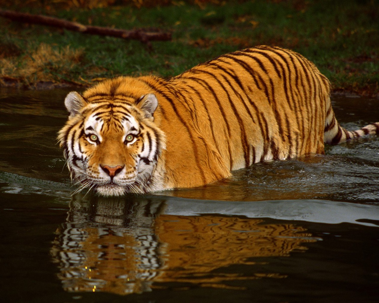 Tiger Foto tapety (3) #17 - 1280x1024