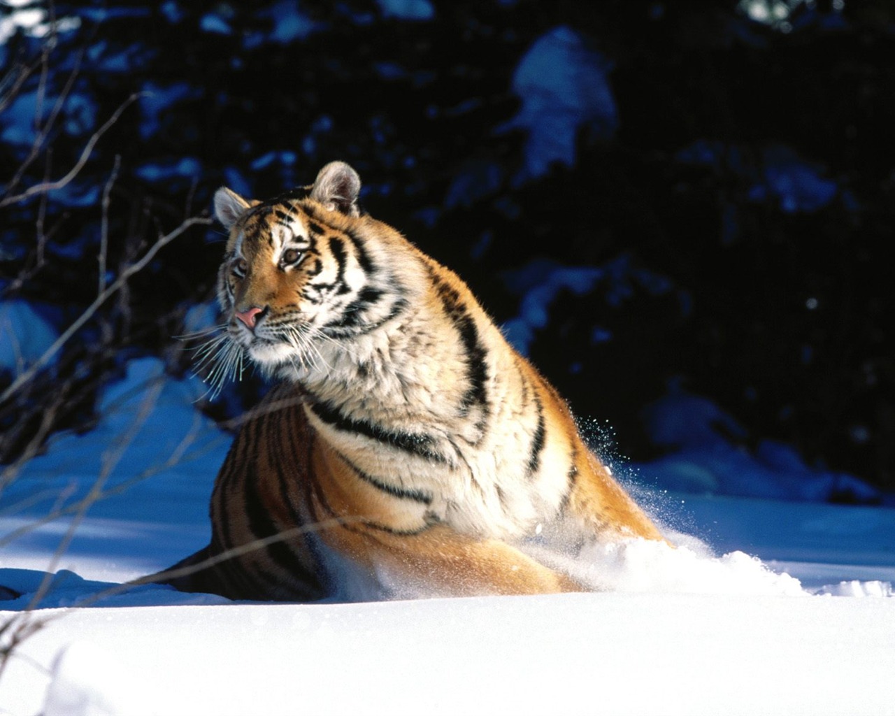 Tiger Foto tapety (3) #19 - 1280x1024
