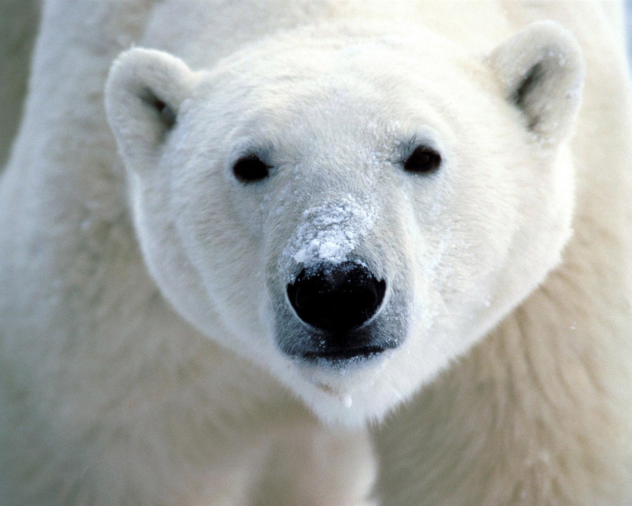 Polar Bear Foto Wallpaper #1 - 1280x1024