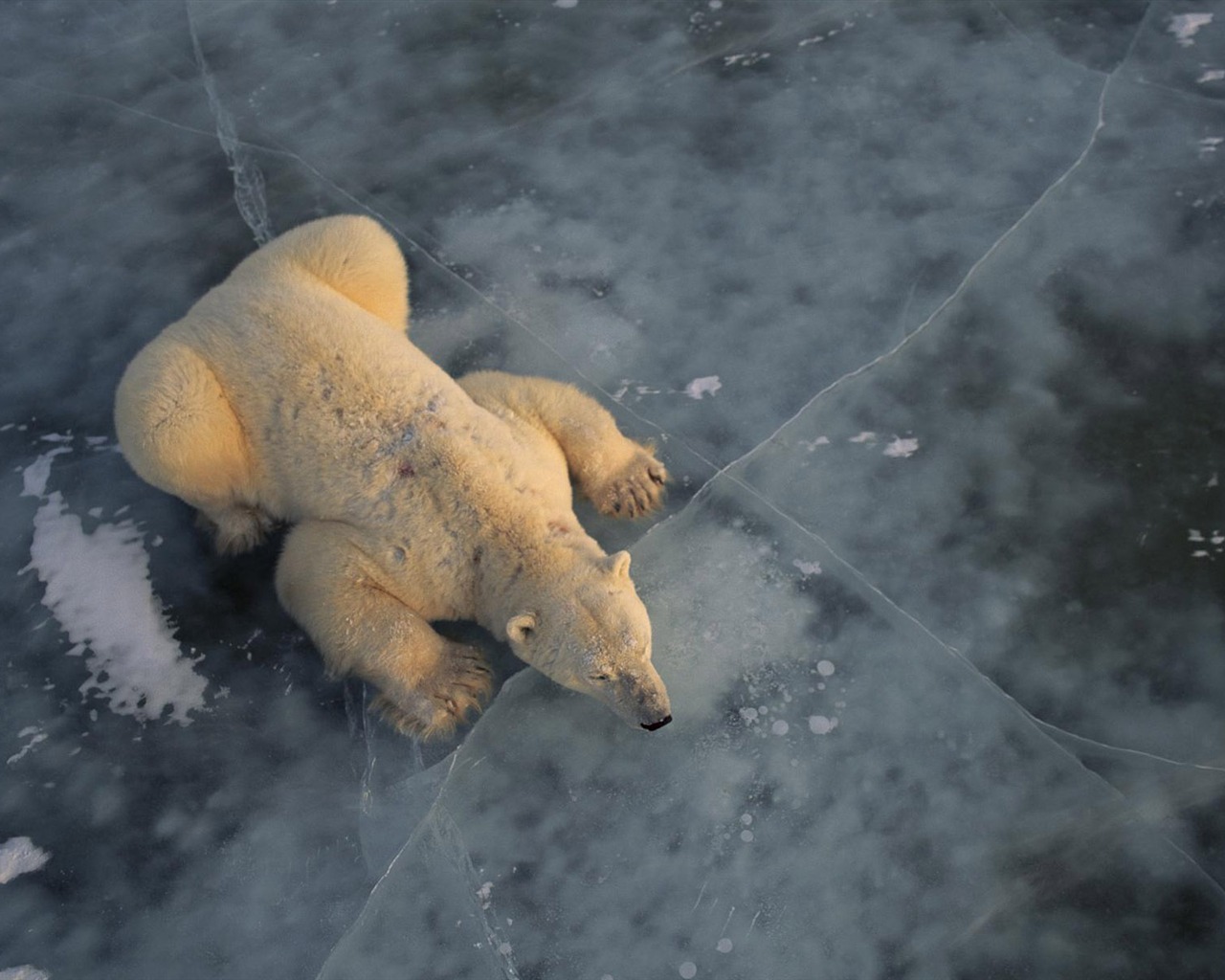 Polar Bear Foto Wallpaper #3 - 1280x1024