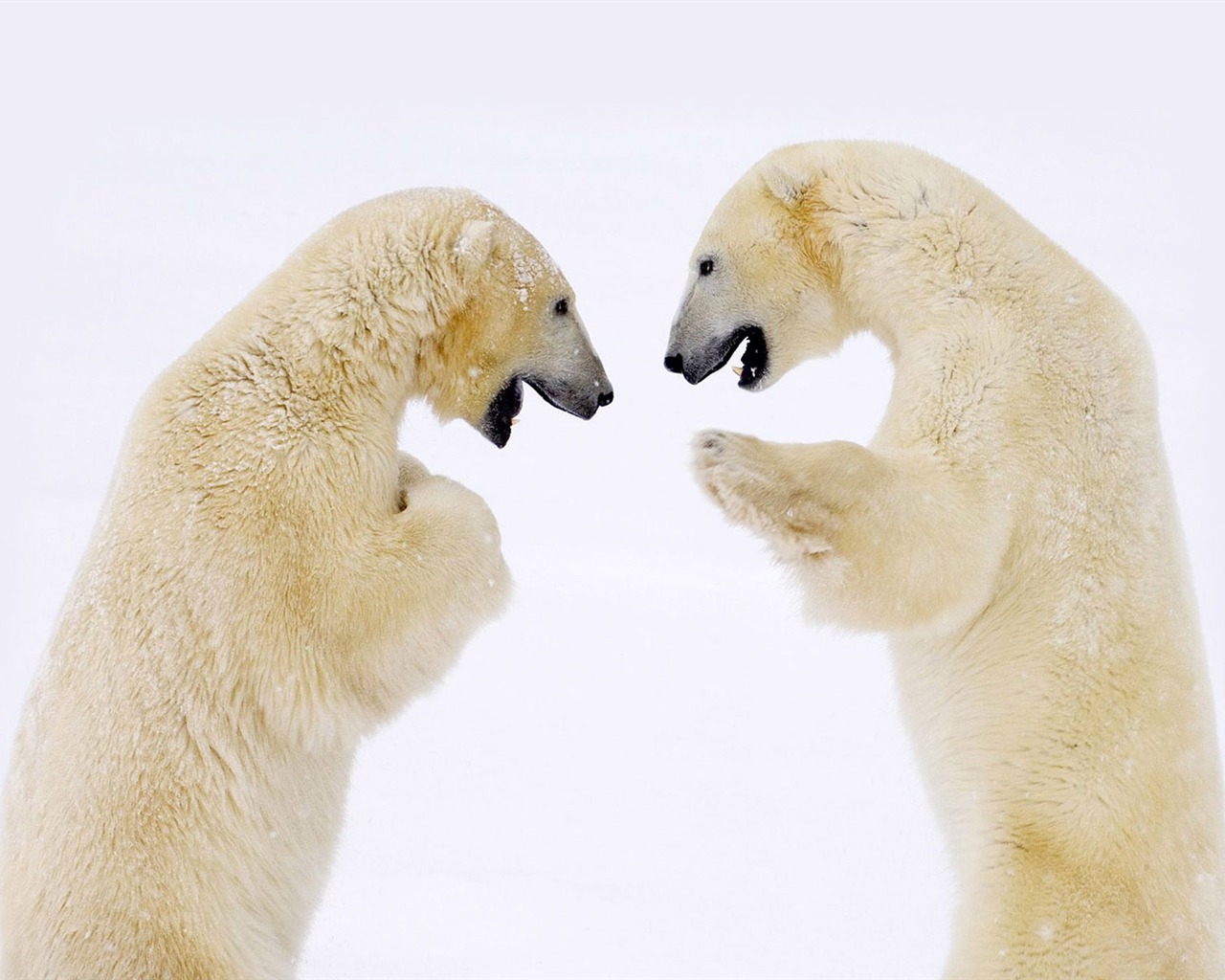 Polar Bear Foto Wallpaper #6 - 1280x1024