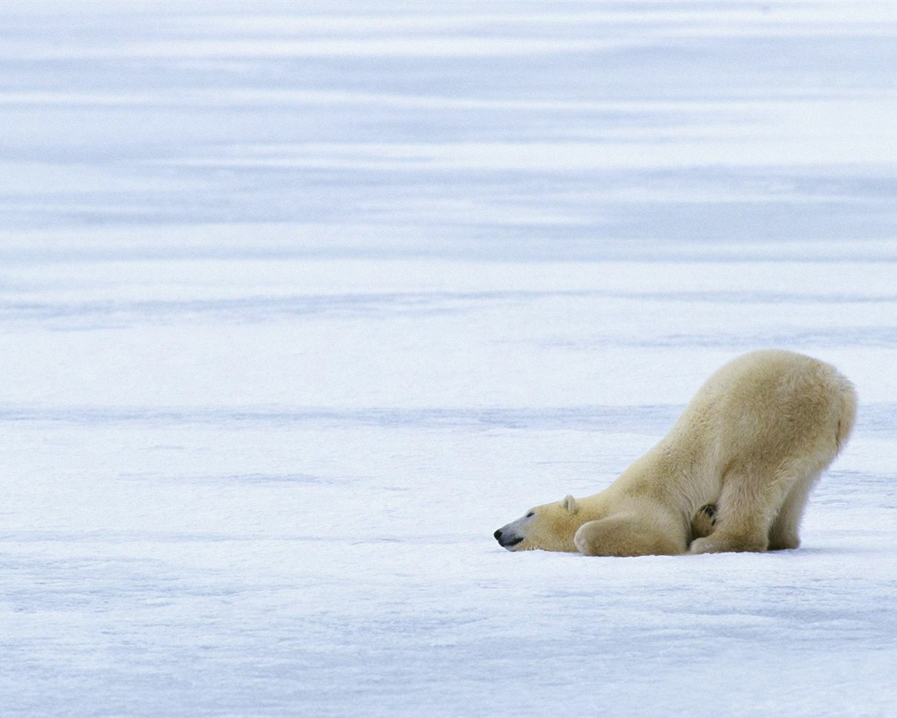 El oso polar Foto Wallpaper #9 - 1280x1024
