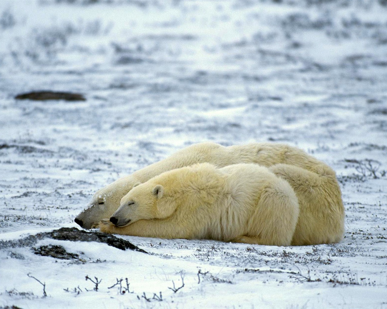 Polar Bear Photo Wallpaper #10 - 1280x1024