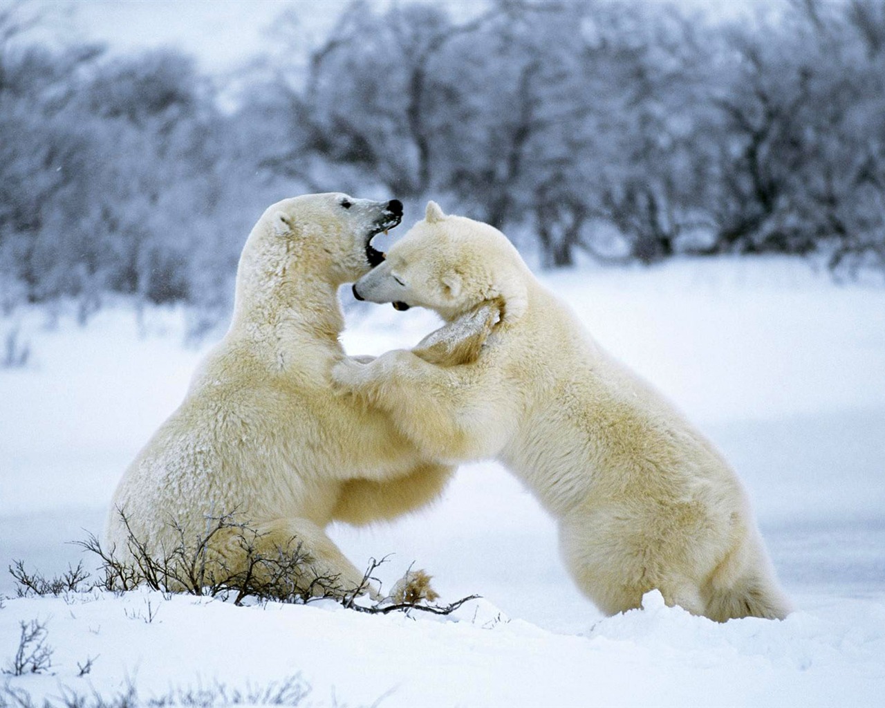 El oso polar Foto Wallpaper #11 - 1280x1024