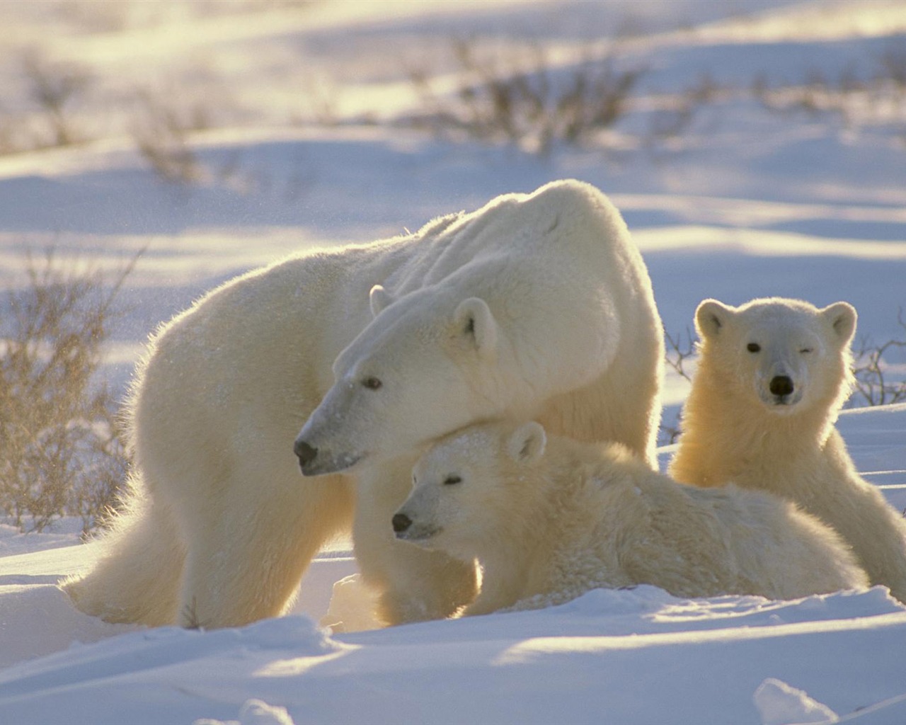 Polar Bear Foto Wallpaper #12 - 1280x1024