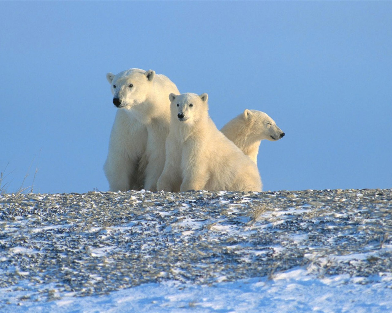 Polar Bear Foto Wallpaper #13 - 1280x1024