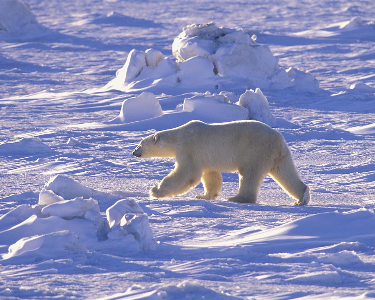 El oso polar Foto Wallpaper #15 - 1280x1024
