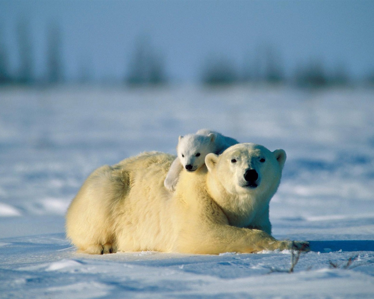 Polar Bear Foto Wallpaper #16 - 1280x1024
