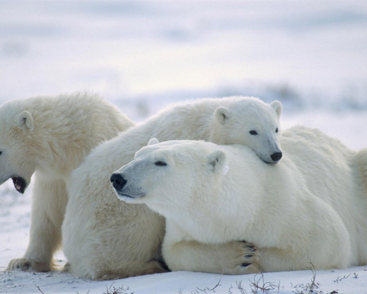 Polar Bear Foto Wallpaper #17 - 1280x1024