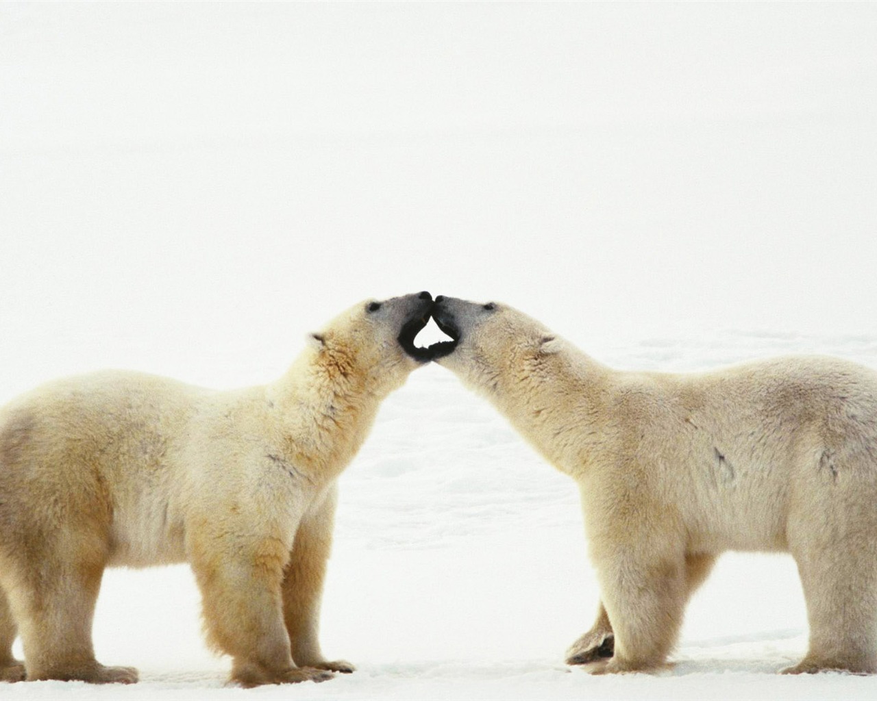 Polar Bear Foto Wallpaper #19 - 1280x1024