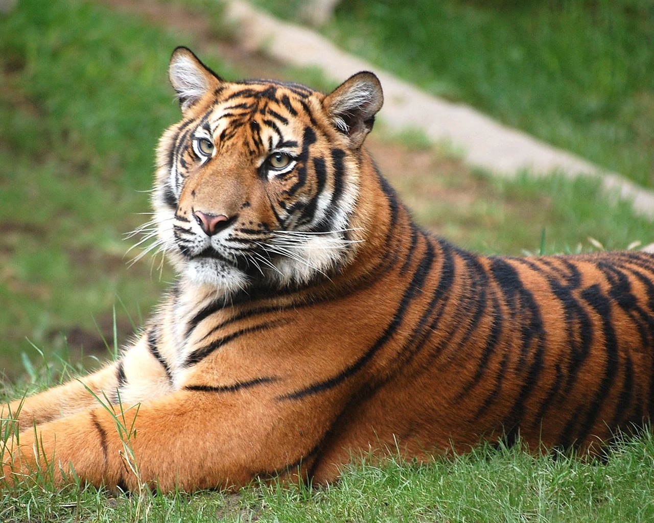 Tiger Foto tapety (4) #1 - 1280x1024