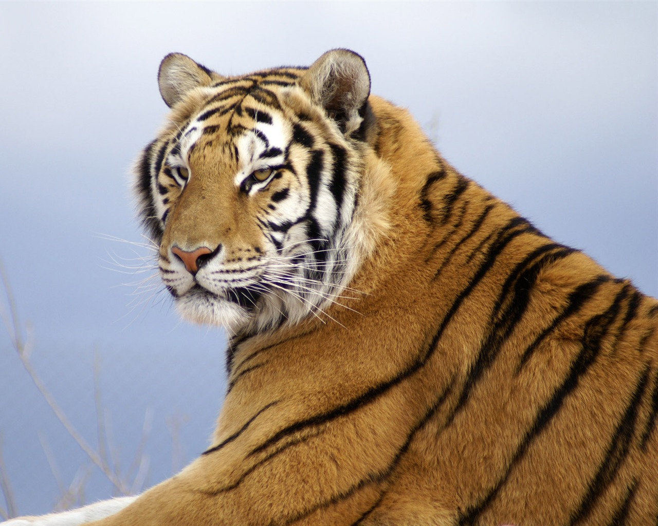 Tiger Foto tapety (4) #2 - 1280x1024