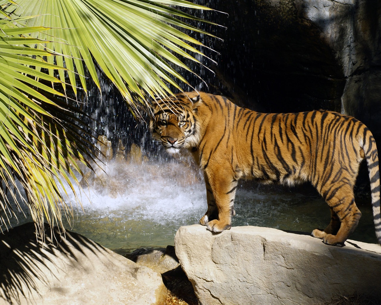 Tiger Wallpaper Foto (4) #3 - 1280x1024