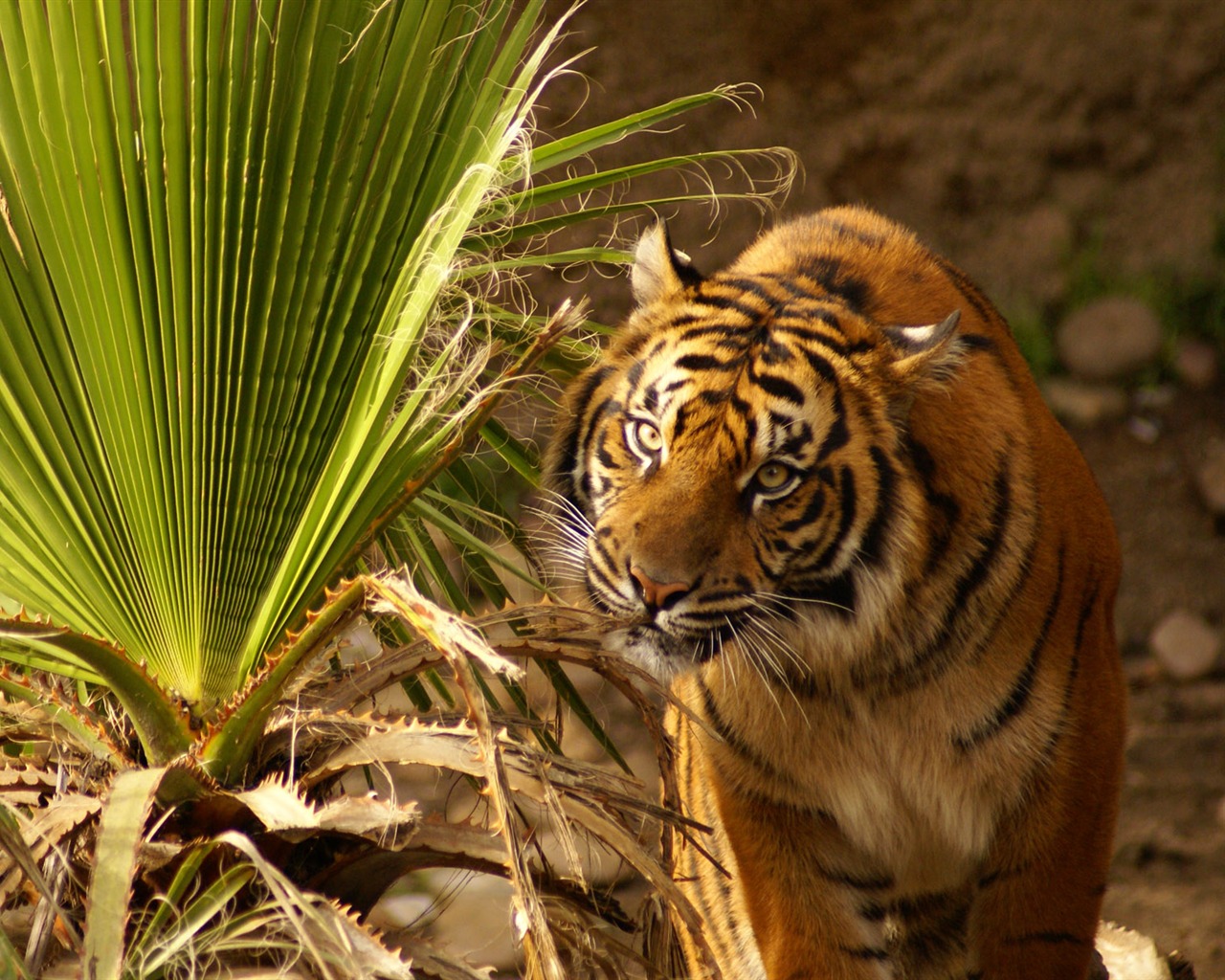 Tiger Foto tapety (4) #4 - 1280x1024